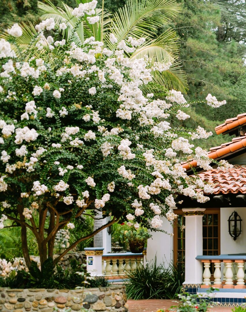 A flowering tree with clusters of white blossoms stands beside a house with terracotta roof tiles, a stone wall, and a small porch, surrounded by green foliage and palm fronds.
